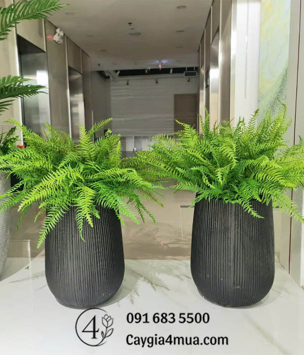 Cây Dương Xỉ Giả Rủ Thấp