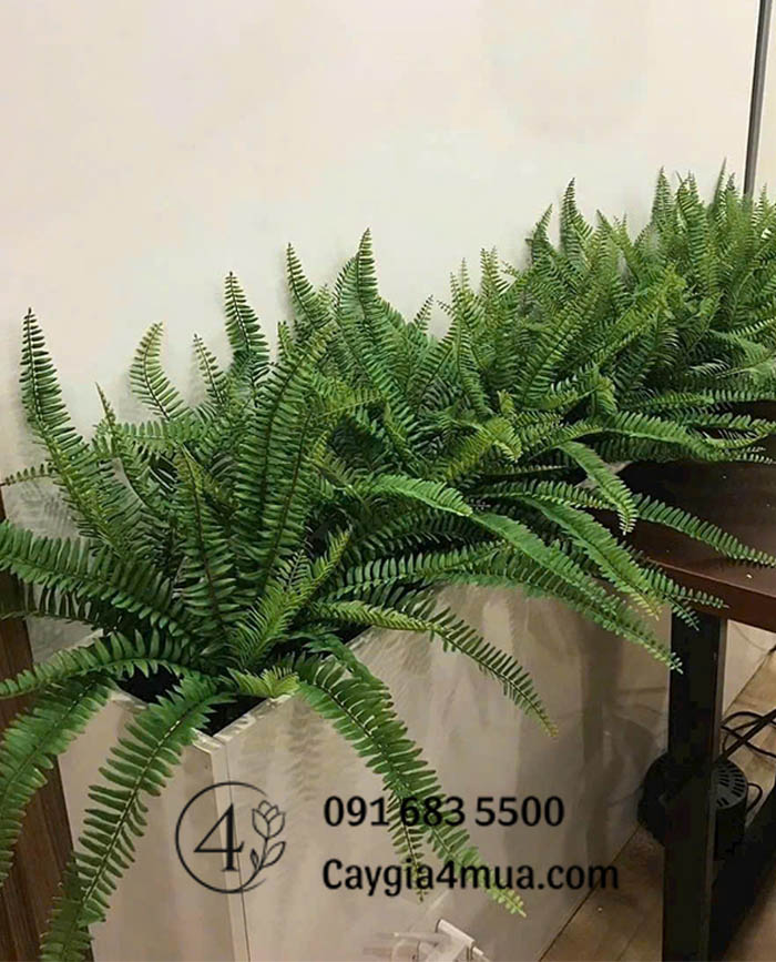 Cây Dương Xỉ Giả Rủ Thấp