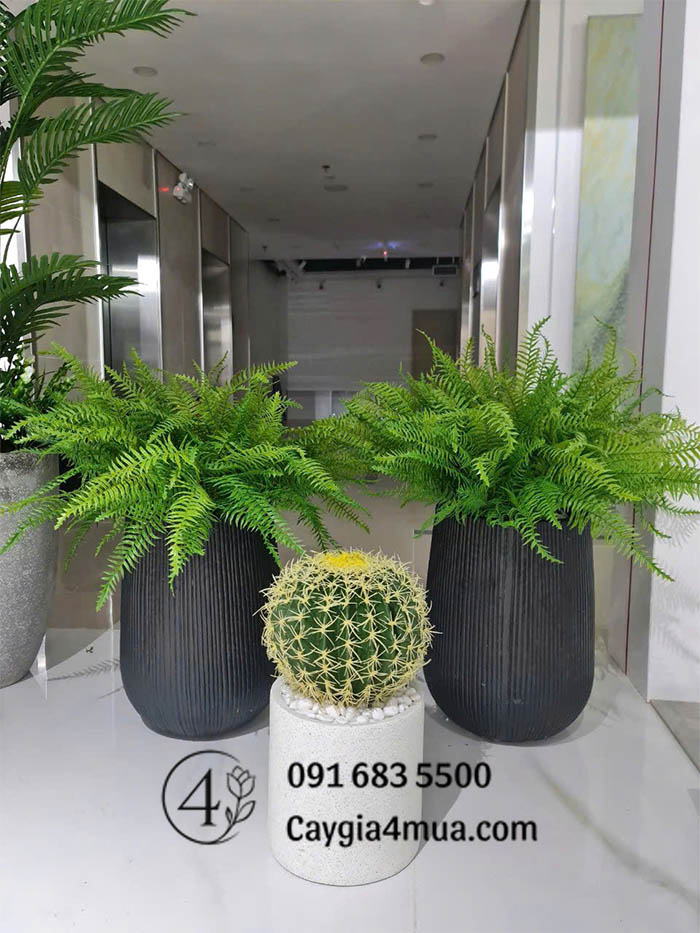 Cây Dương Xỉ Giả Rủ Thấp