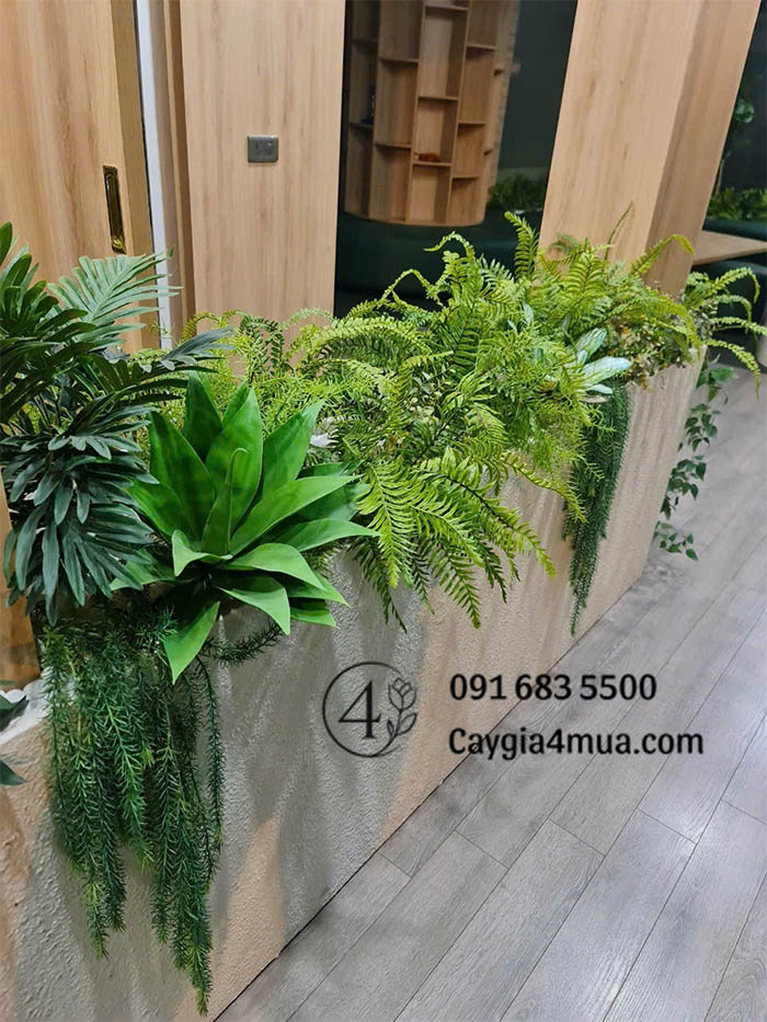 Cây Dương Xỉ Giả Rủ Thấp