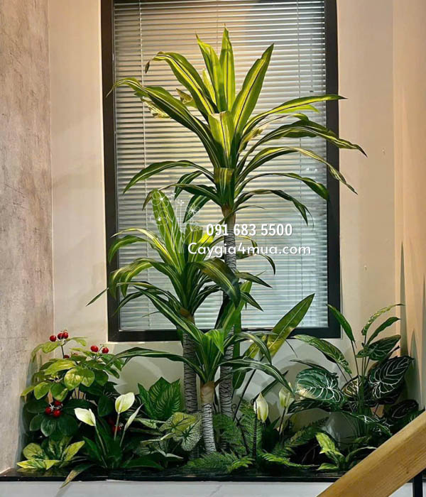 Cây Thiết Mộc Lan Giả 3 Thân