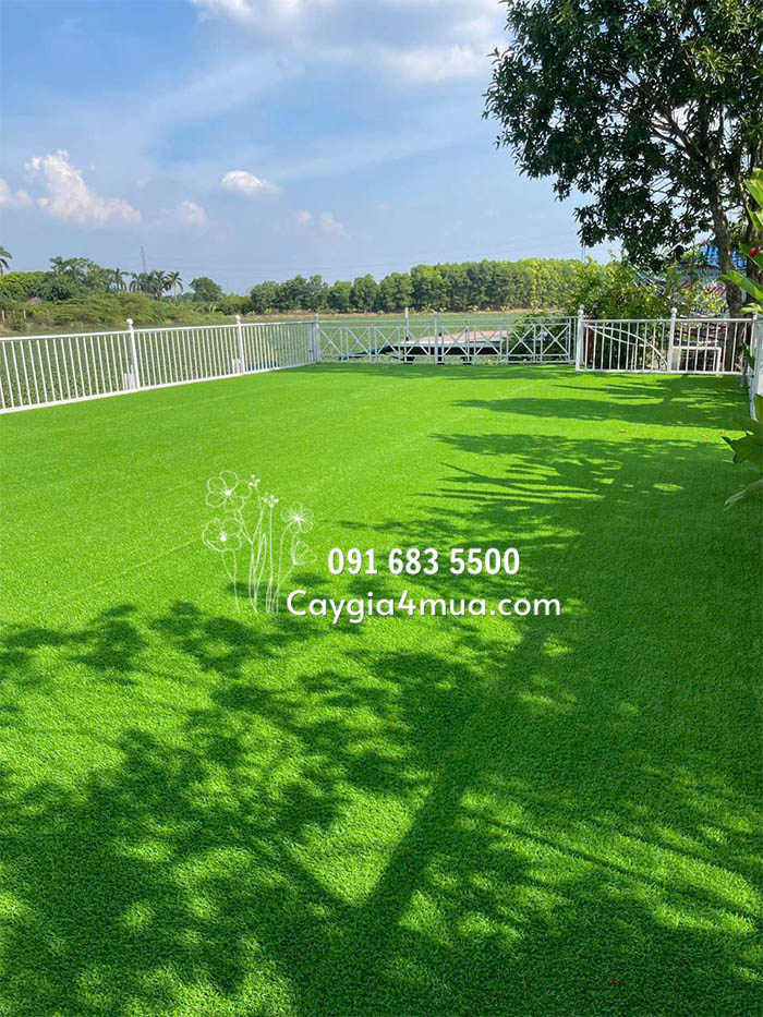 Thảm Cỏ Nhân Tạo Đẹp 
