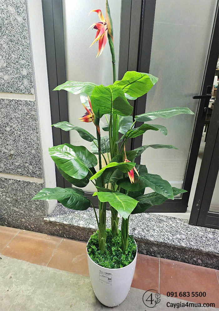 Cây Chuối Thiên ĐIểu