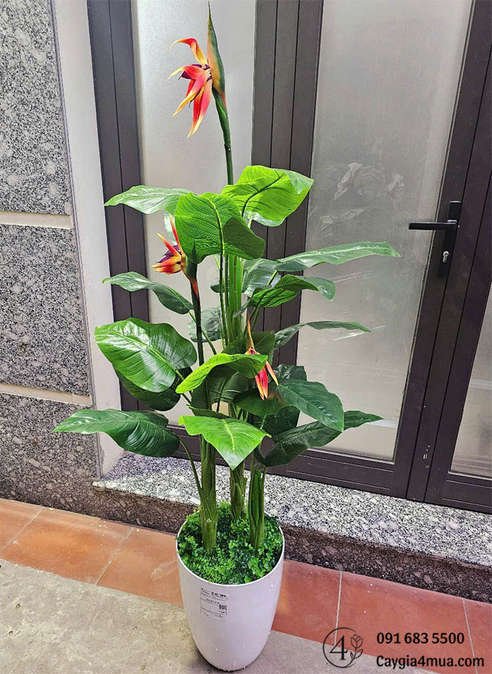 Cây Chuối Thiên ĐIểu