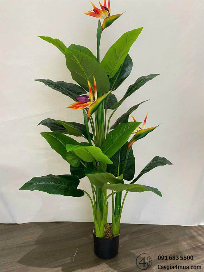 Cây Chuối Thiên ĐIểu