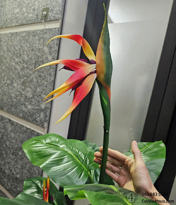 Cây Chuối Thiên ĐIểu