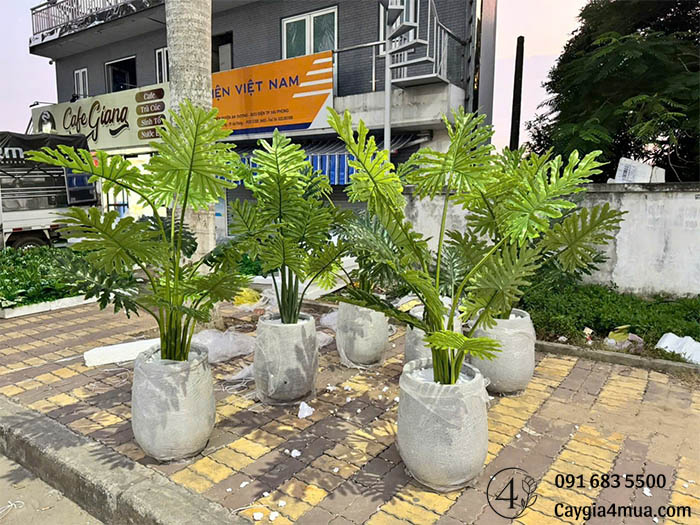 Cây Trầu Bà Lá Xẻ Nhân Tạo