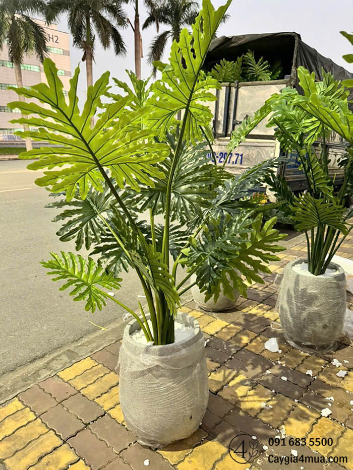 Cây Trầu Bà Lá Xẻ Nhân Tạo