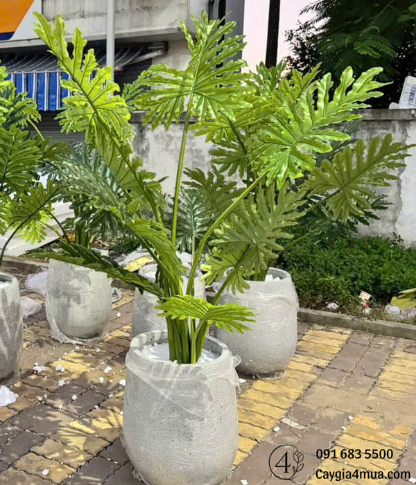 Cây Trầu Bà Lá Xẻ Nhân Tạo
