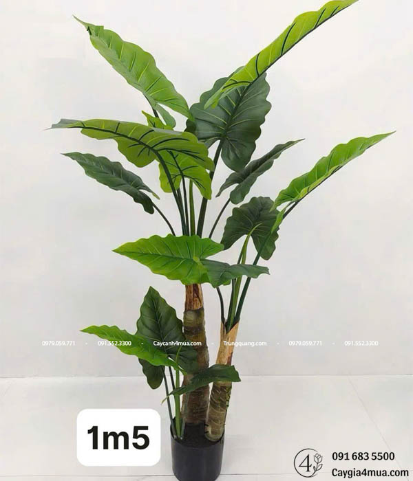 Cây Khoai Ráy Giả