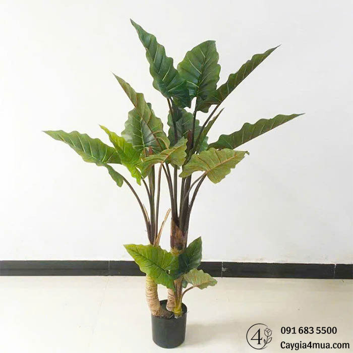Cây Khoai Ráy Giả