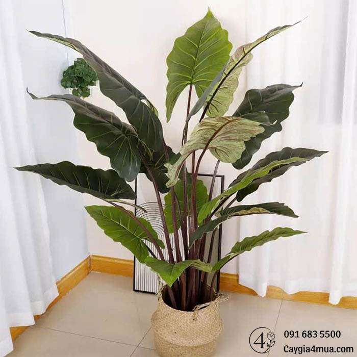 Cây Khoai Ráy Giả