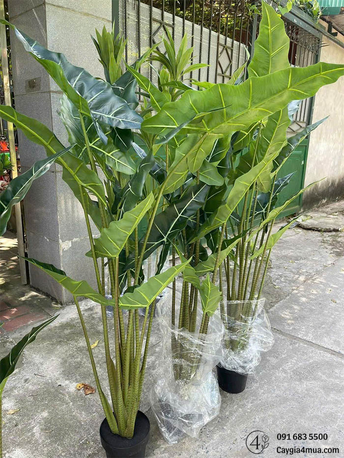 Cây Khoai Ráy Giả
