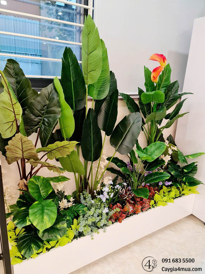 Cây Khoai Ráy Giả