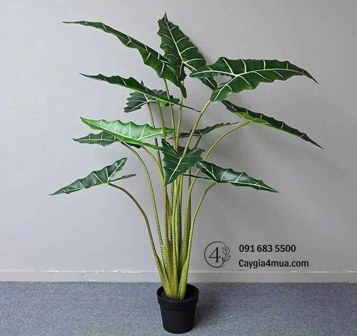 Cây Khoai Nước Giả 