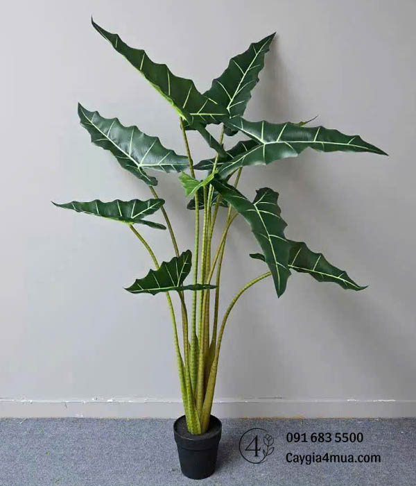 Cây Khoai Nước Giả 
