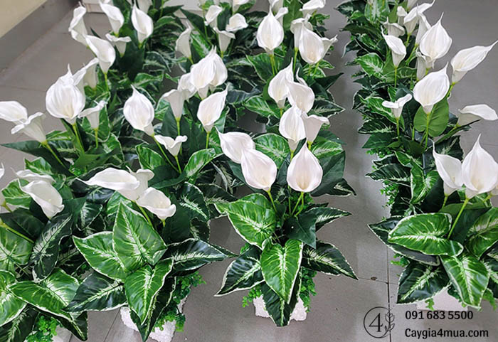 Set Hoa Rum Cắm Hộc Bàn Văn Phòng