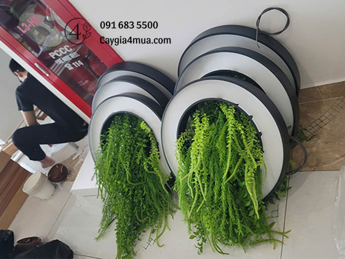Đèn Trần Cây Rủ